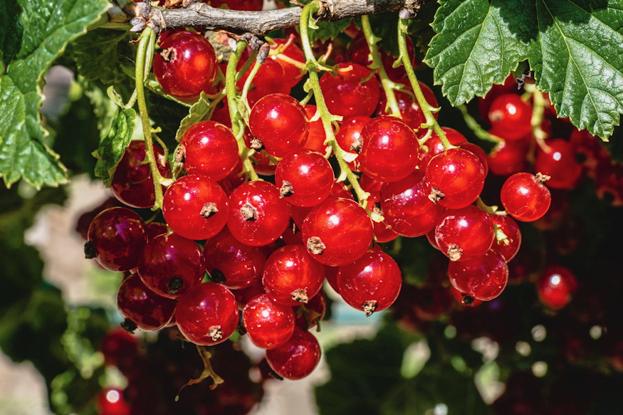 Three Berry Plants Beginners Rarely Regret Planting