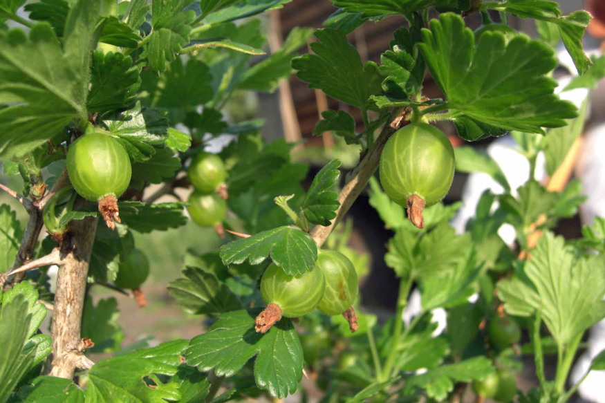 Three Berry Plants Beginners Rarely Regret Planting