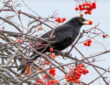 Berry-Producing Plants for Blackbirds