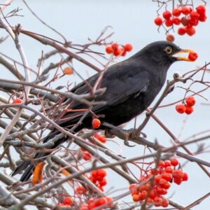 Berry-Producing Plants for Blackbirds