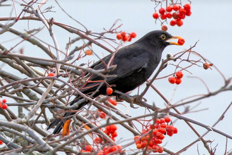 Berry-Producing Plants for Blackbirds
