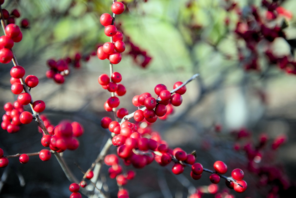 Blackbird Buffet: 8 Berry-Producing Plants for a Winter Garden Treat ...