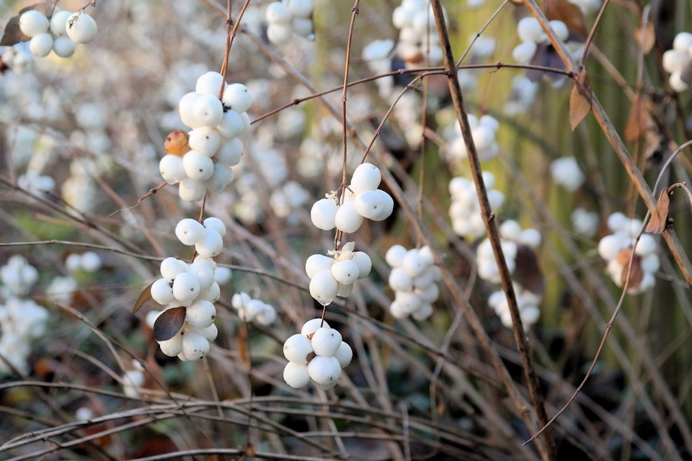Blackbird Buffet: 8 Berry-Producing Plants for a Winter Garden Treat