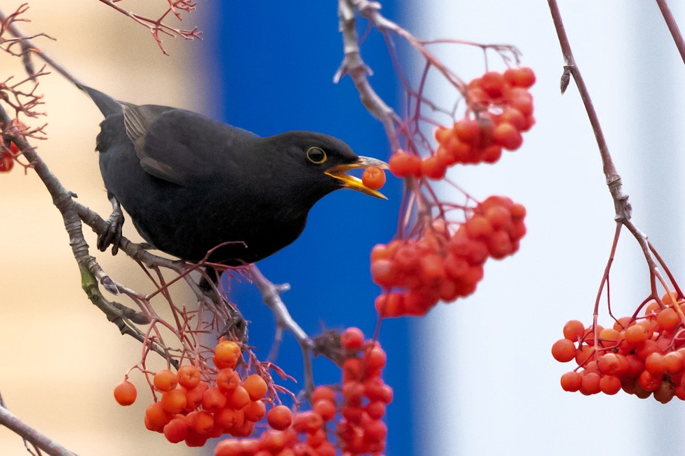 Blackbird Buffet: 8 Berry-Producing Plants for a Winter Garden Treat