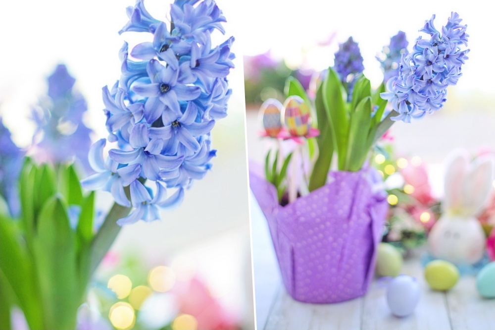 Flowers and Plants to Elevate Your Easter Decor