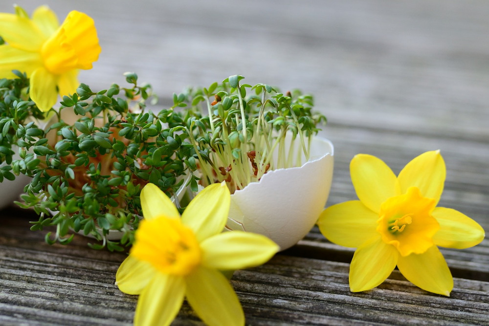 Flowers and Plants to Elevate Your Easter Decor