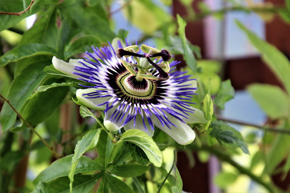 Flowers and Plants to Elevate Your Easter Decor