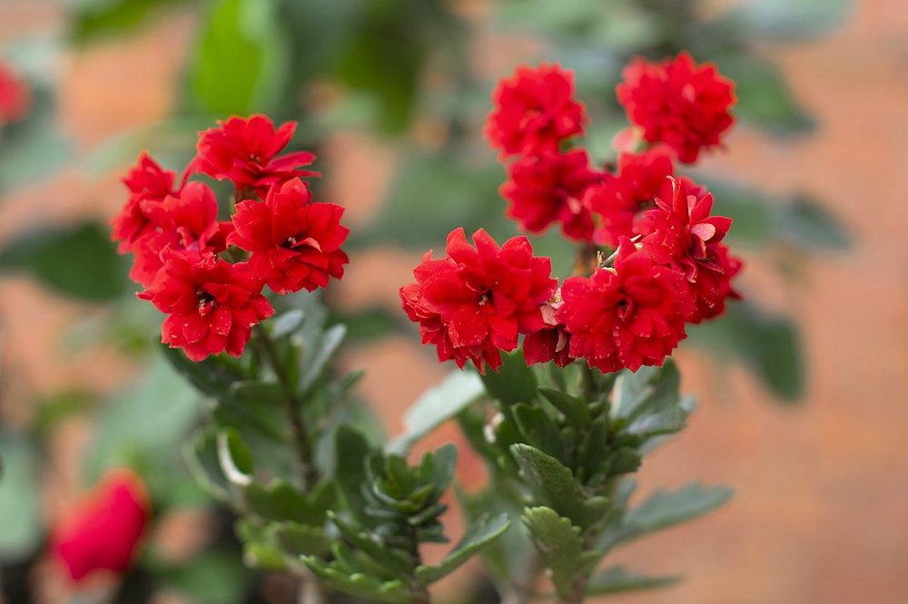 Flowers and Plants to Elevate Your Easter Decor