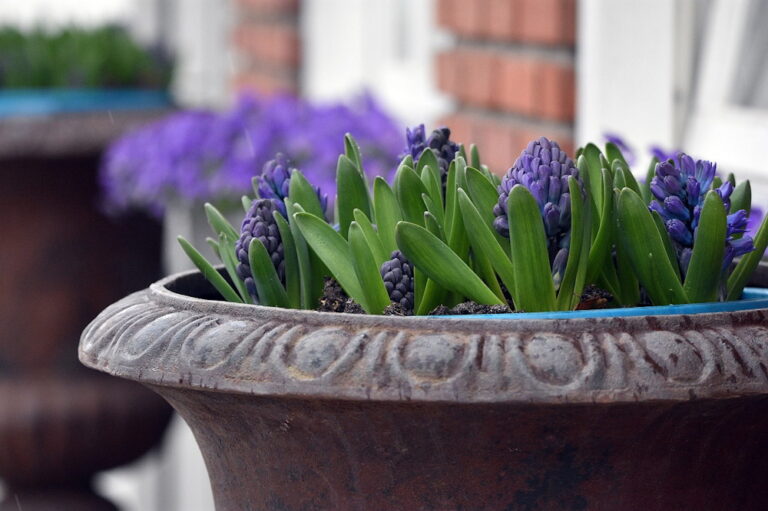 Blooming Beauty: A Guide to Growing Flower Bulbs in Pots and Window ...