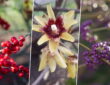 Blooms and Berries to Enchant Your Winter Garden