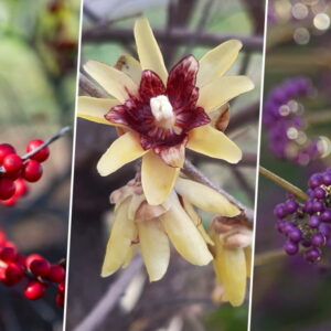 Blooms and Berries to Enchant Your Winter Garden