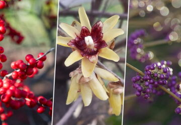 Blooms and Berries to Enchant Your Winter Garden