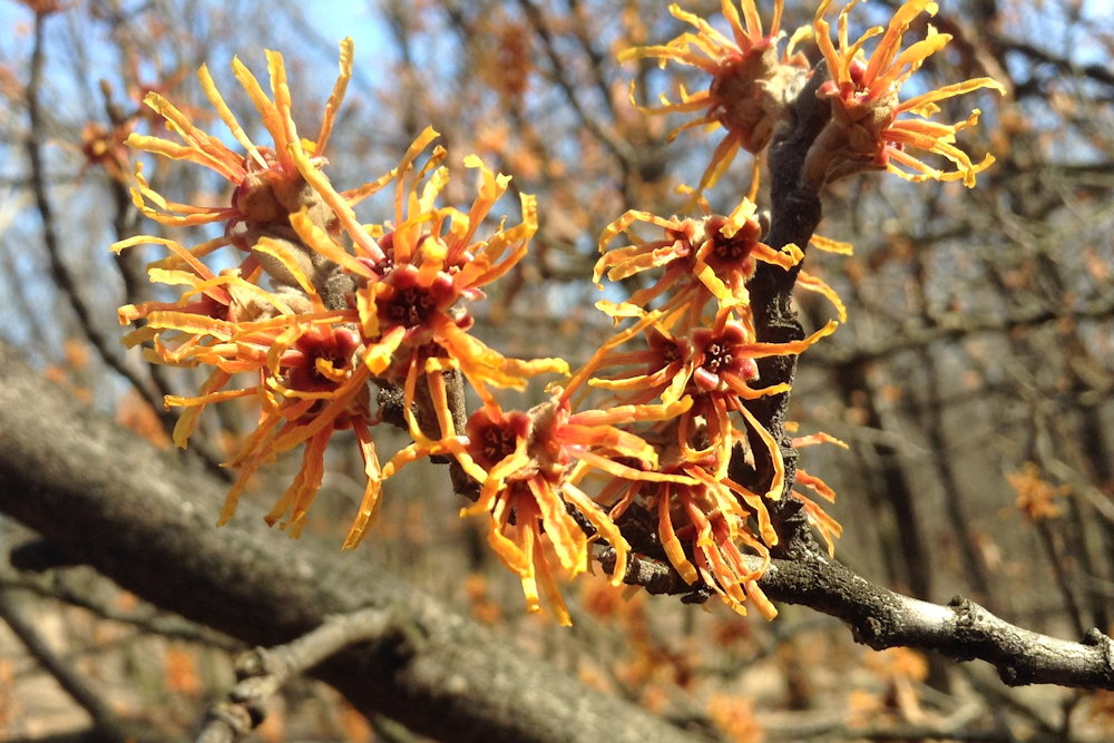 Blooms and Berries: Seven Winter Wonders to Enchant Your Garden