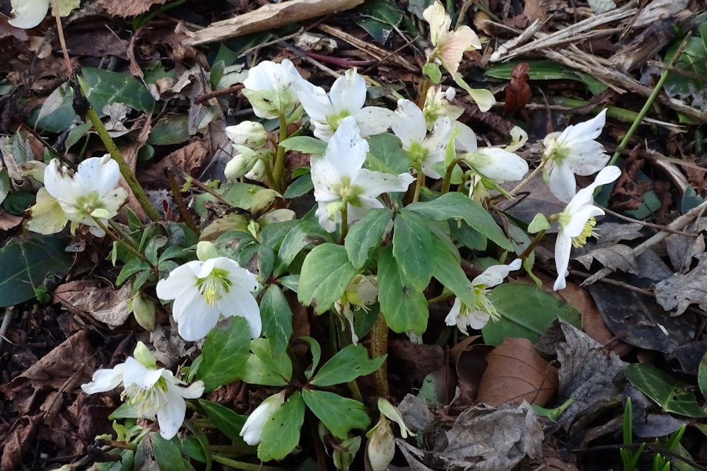 Blooms and Berries: Seven Winter Wonders to Enchant Your Garden