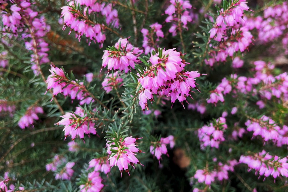 Blooms and Berries: Seven Winter Wonders to Enchant Your Garden