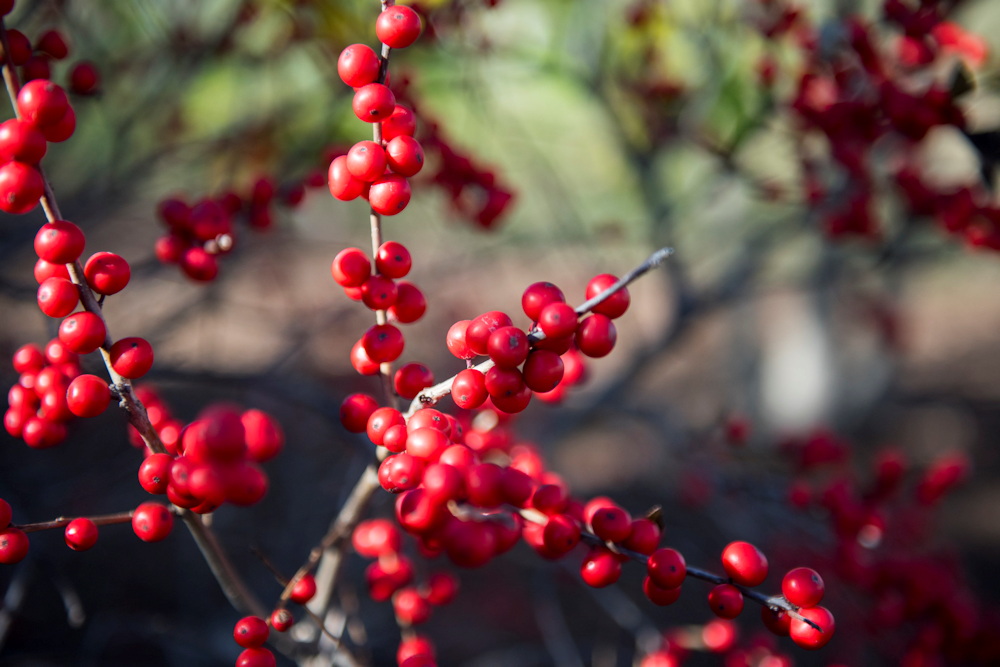 Blooms and Berries: Seven Winter Wonders to Enchant Your Garden