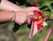 Essential Tips for New Hobby Gardeners
