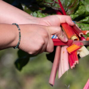 Essential Tips for New Hobby Gardeners