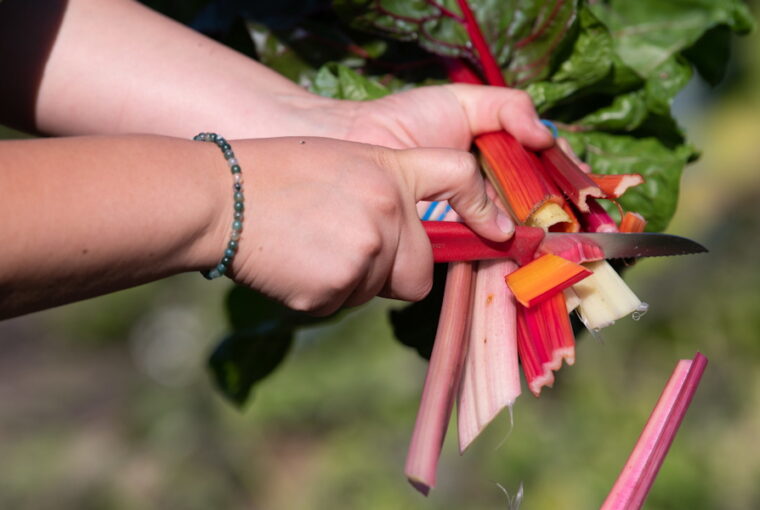 Essential Tips for New Hobby Gardeners