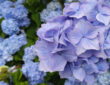 How to Make Hydrangea Flowers Turn Blue