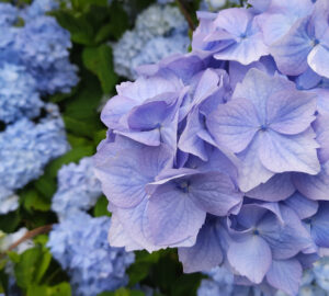 How to Make Hydrangea Flowers Turn Blue