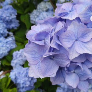 How to Make Hydrangea Flowers Turn Blue