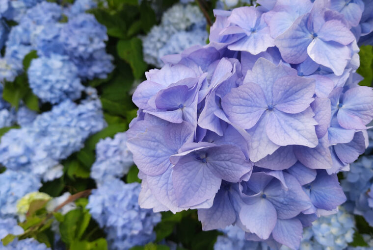 How to Make Hydrangea Flowers Turn Blue