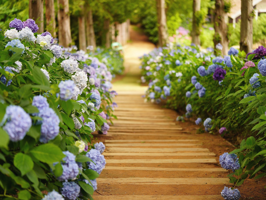 Unveiling Nature’s Palette How to Make Hydrangea Flowers Turn Blue