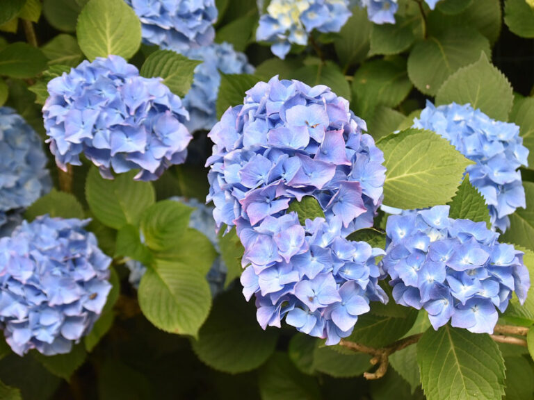 Unveiling Nature’s Palette How to Make Hydrangea Flowers Turn Blue