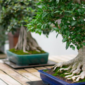 Why Your Bonsai is Turning Yellow and How to Fix It