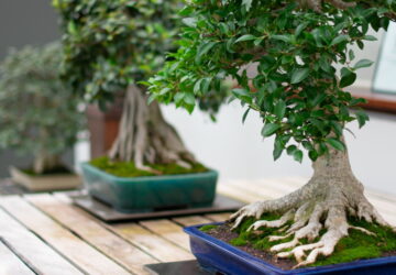 Why Your Bonsai is Turning Yellow and How to Fix It