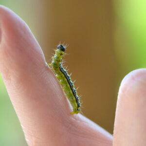 Boxwood Battleground