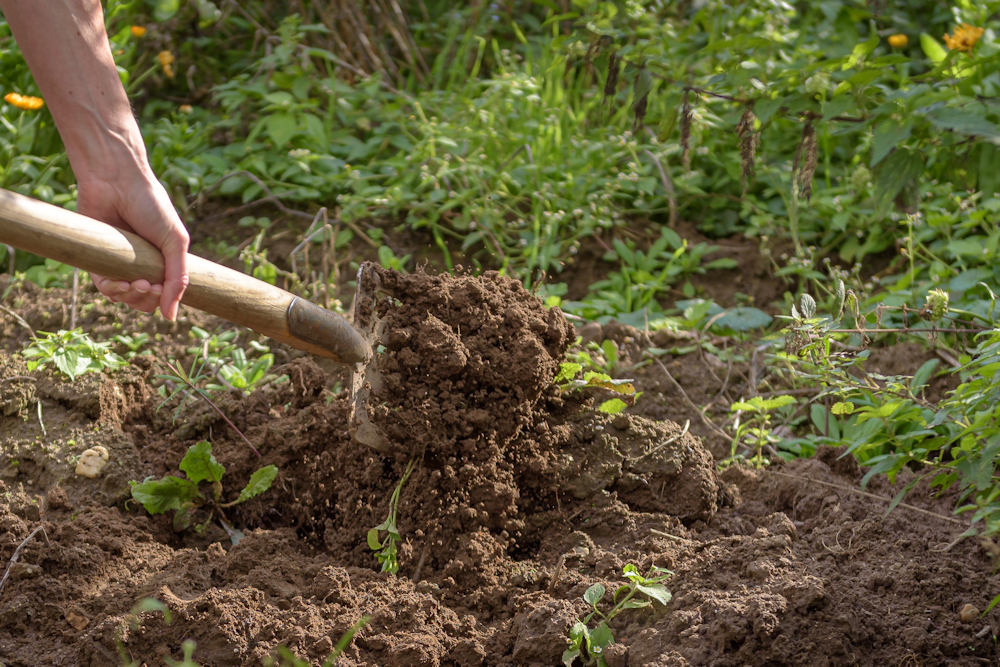 The Fall Planting Advantage: Strong Roots and Stress-Free Gardening ...