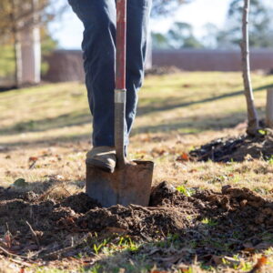 The Fall Planting Advantage