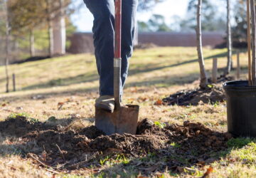 The Fall Planting Advantage