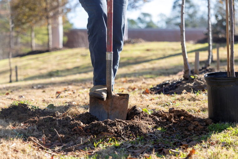 The Fall Planting Advantage