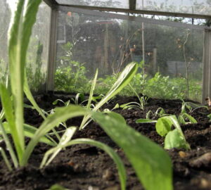 Building a Cold Frame: Start Planting at the End of Winter