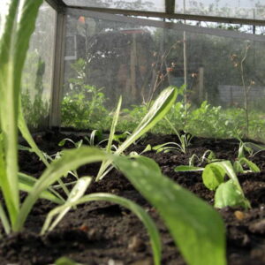 Building a Cold Frame: Start Planting at the End of Winter