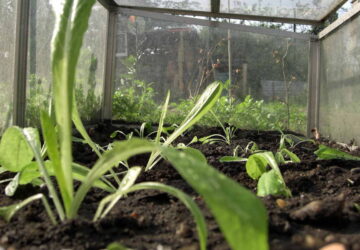 Building a Cold Frame: Start Planting at the End of Winter