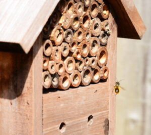 Insect Hotels: Exploring Their Importance