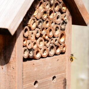 Insect Hotels: Exploring Their Importance