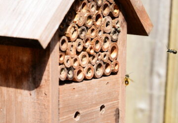 Insect Hotels: Exploring Their Importance