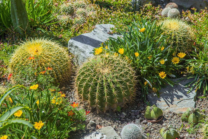 Overwintering Potted Cacti
