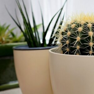 Overwintering Potted Cacti
