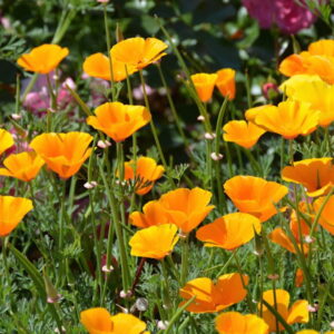 California Poppy, Nature's Golden Gem