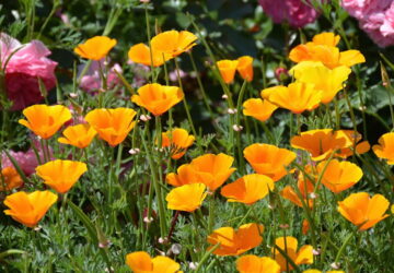 California Poppy, Nature's Golden Gem