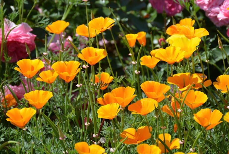 California Poppy, Nature's Golden Gem