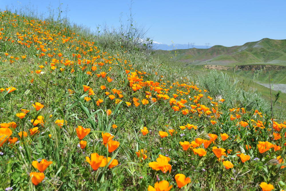 Embracing the Radiant Beauty: California Poppy, Nature’s Golden Gem ...