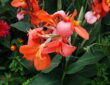 The Enchanting Canna Lily