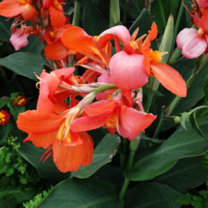 The Enchanting Canna Lily